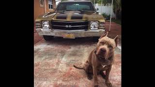 Kafa Salla ( Dinamit feat. Orkun & Yasin )