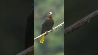 Chestnut-Headed Oropendola