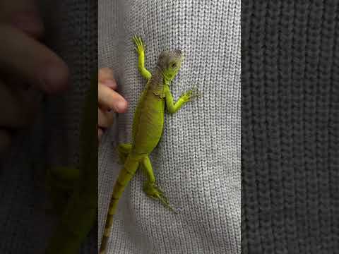 Зелёные игуаны сейчас есть в наличии 💚 #планетаэкзотики #игуана #зелёнаяигуана