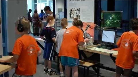 Brain Development in Early Life