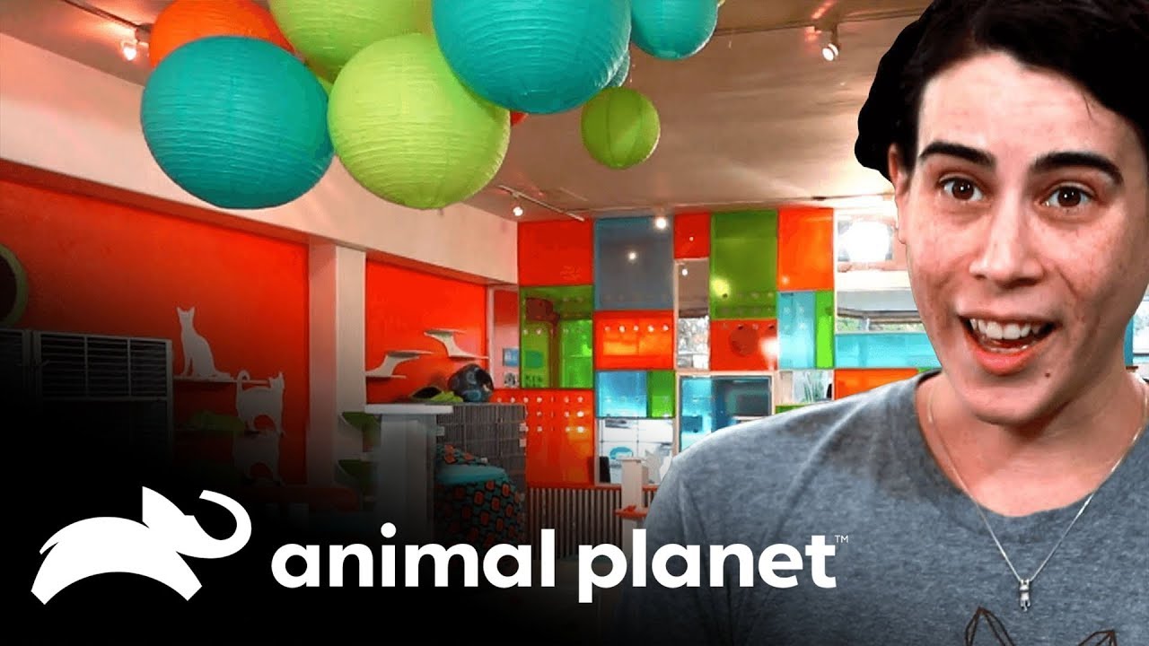 Cão sofre bullying | Meu Amigo Cão, Meu Amigo Gato | Animal Planet Brasil free fonts