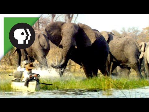 angry-elephants