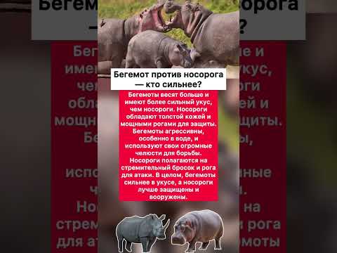 🦏🦛 Бегемот против носорога — кто сильнее? #хочуфакты #интересное #факты