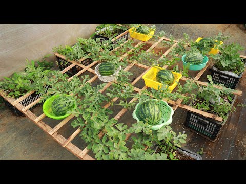 Growing watermelon at home like this is both easy and high yield - No garden needed