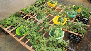 Basket Watermelon - Grow watermelon at home with this amazing method