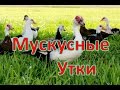 ТЕХНОЛОГИЯ ВЫРАЩИВАНИЯ МУСКУСНЫХ УТОК