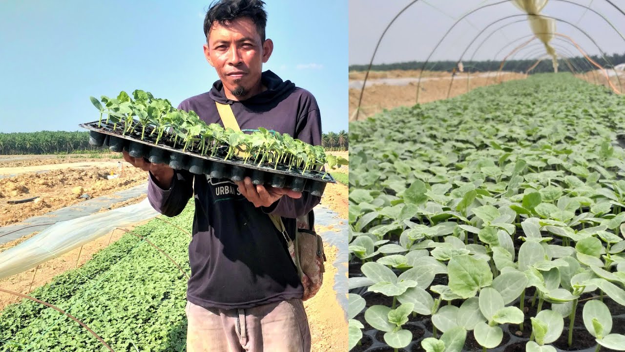 CARA SEMAI BENIH SEMANGKA MODERN sampai TUMBUH.