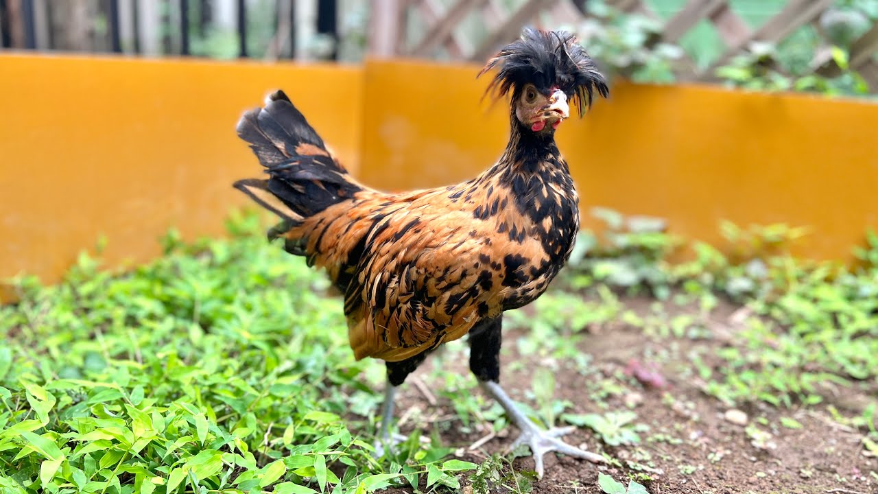 ニワトリ Setting up the environment for rearing chickens outdoors - YouTube