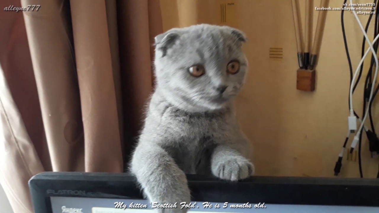Мой котёнок вислоухий шотландец. Здесь ему 5 месяцев
