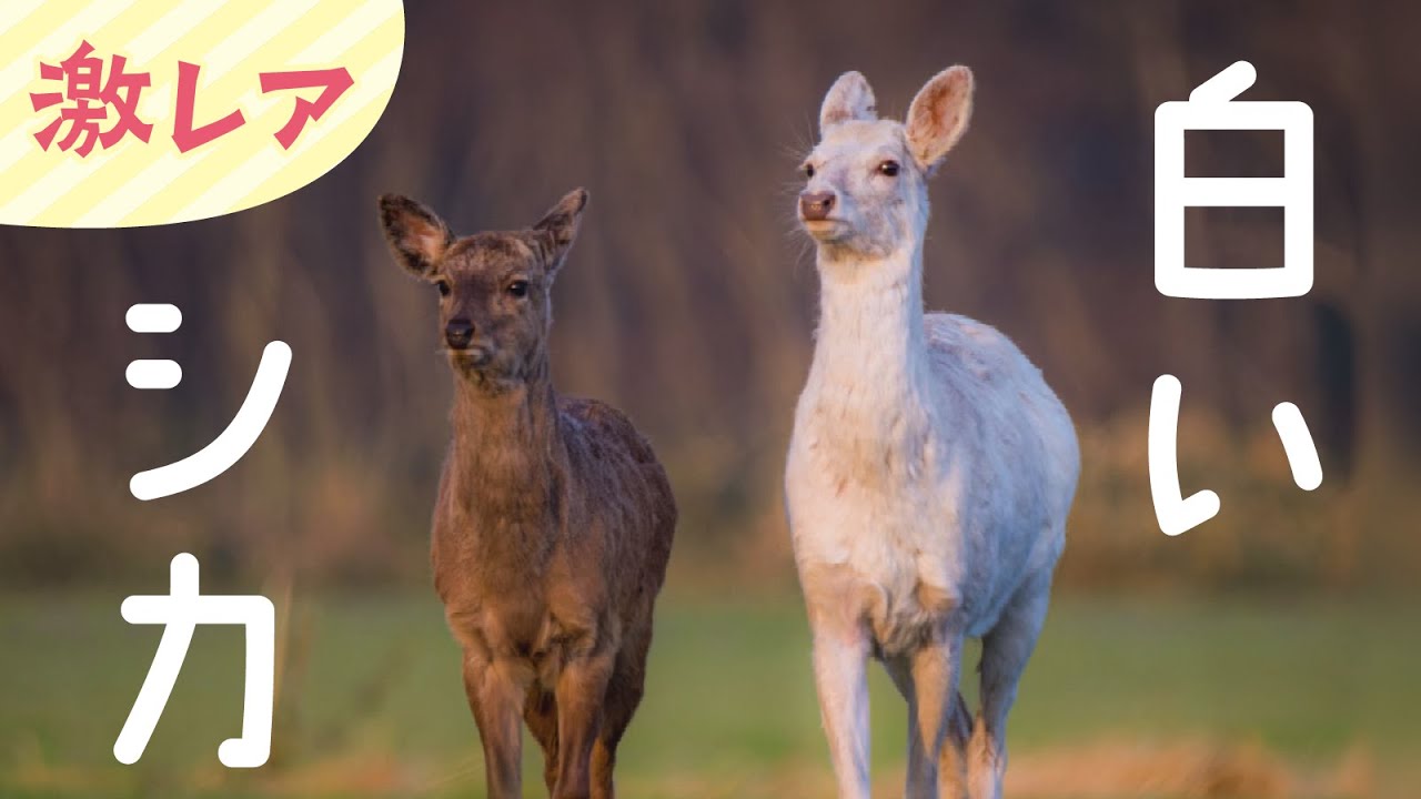北海道天然エゾシカのツノ 4K] Deer Fight エゾシカ 冬のケンカ
