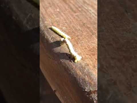 Video: Bougainvillea Looper Caterpillar - Bougainvillea Tırtılının zədələnməsini dayandırır