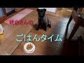 【かなり】琥白さんの食事シーン【賢い】
