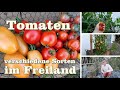 Tomaten verschiedene Sorten im Freiland und Gewächshaus