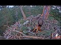 Squirrel in the nest of the sea eagle/Белочка в гнезде морского орла