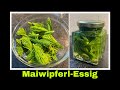 Maiwipferlessig Maiwipferl Kräuteressig Essig ansetzen | Fichtentriebe Rezept | Selbstversorgung