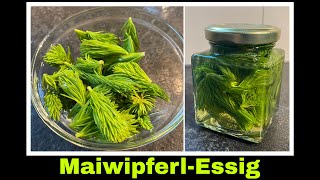 Maiwipferlessig Maiwipferl Kräuteressig Essig ansetzen | Fichtentriebe Rezept | Selbstversorgung 