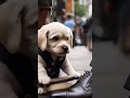 Beautiful story of a poor puppy 🐕| From Shame to Shine: The Puppy Who Didn’t Give Up