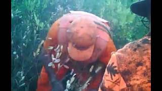 Che Sanglier Aux Jagds Terrier