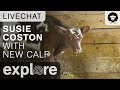 Susie Coston Introduces New Calf - Farm Sanctuary Live Chat 10/18/17