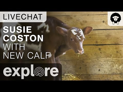 Susie Coston Introduces New Calf - Farm Sanctuary Live Chat 10/18/17