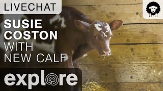 Susie Coston Introduces New Calf - Farm Sanctuary Live Chat 10/18/17 by Explore Farm Life 5,902 views 6 years ago 50 minutes