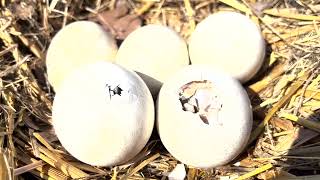 Hatching storks
