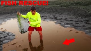 MILLIONS Of Fish In PUDDLE! #shorts