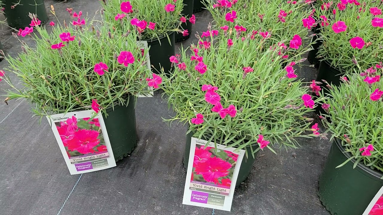 Dianthus Vivid™ Bright Light /⚡️/ Bold, SHOWY Hot Pink Flowers That Repeat and Bloom Again!