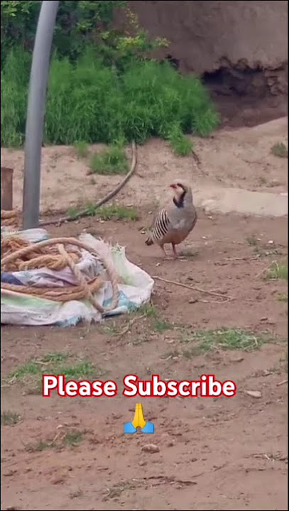 Chakoor keklik Kobuk Voice #birds #chakoor #chakoorvoices #beautifulbirds #keklik #kobek