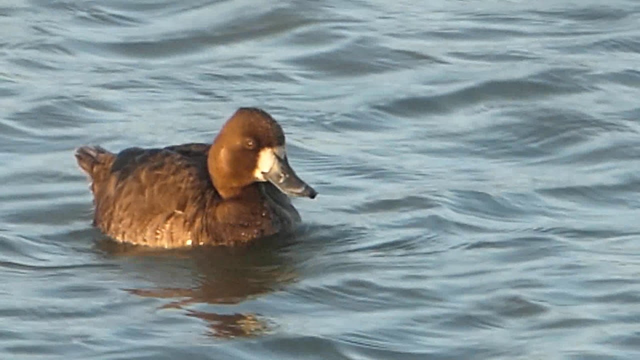 Scaup female in late June 
