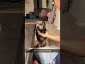 #funny #cat #pets #animals #dog #cute #cats #memes #dogs #funnyanimals