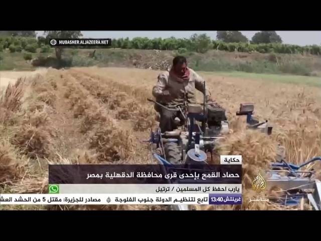 حكاية .. حصاد القمح بإحدى قرى محافظة الدقهلية بمصر
