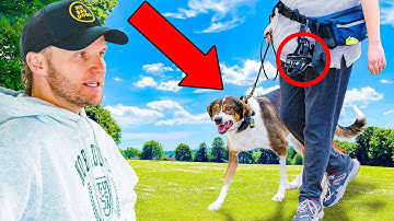 3 CRUCIAL Reasons Your Dog Is Still Reactive