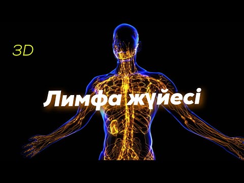 Лимфа жүйесі | Қызметі | Құрылысы | #лимфа #lymphaticsystem #Лимфажүйесі