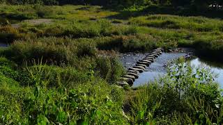 Water running - bird singing - nature sound