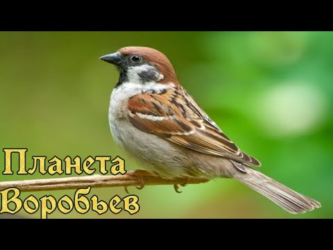 Планета Воробьев.  #Документальный фильм.