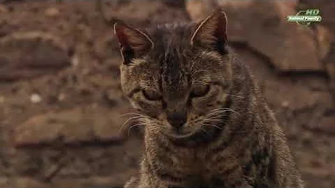 Планета Воробьев.  #Документальный фильм.