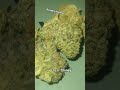 Revelry Hemp Pink Guava Thca Smalls #thcareview #exotic #new