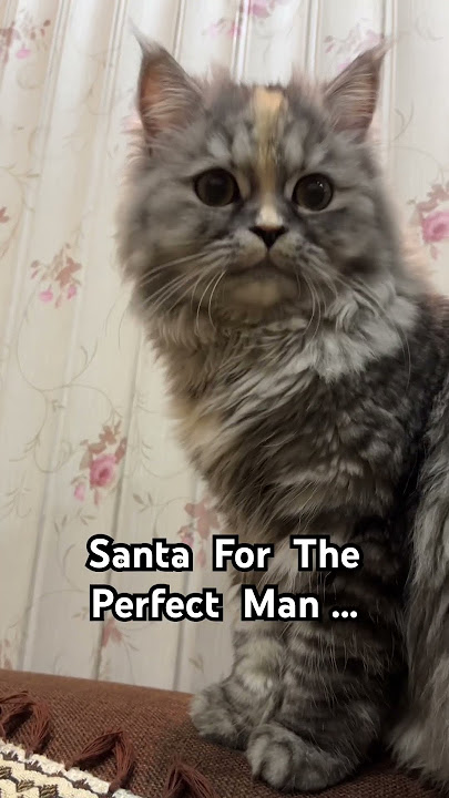 I'm still hiding ‼️🐈#catshorts #funnycat  #catvideos #cutecat #viralshorts #cute #kitten #cat