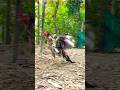 New Rooster In Farm | #birds #aseel #farming #aseelmurga