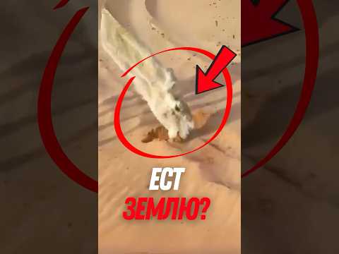 🐪 Почему верблюд ест ЗЕМЛЮ? Ответ удивит!
