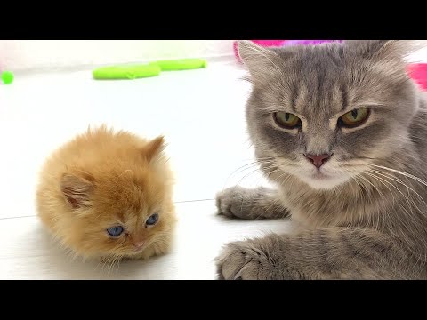 Caring mommy cat ready to feed all the hungry kittens