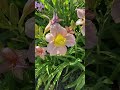 🌸🌸🌸 Daylily line 💕 #daylilies #flowergarden #springgarden #lily #springtime