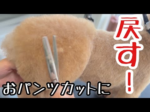 最高峰プランでトイプードルの手術前のおパンツカットに戻す!(しおんくん)