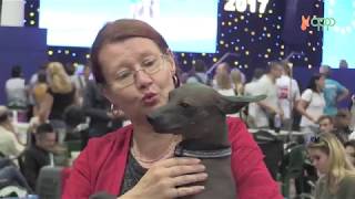 “EL PERRO SIN PELO DEL PERÚ” EN UCRANIA: EURO DOG SHOW 2017   KIEV  VO/ES