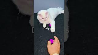 #cat #petsrule #petlovers #pets #cute #haveitoldyoulatelythatiloveyou #kitten