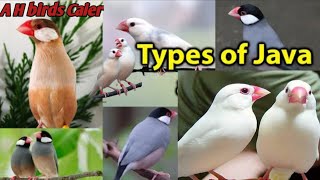 Famous types of java finch | types of finches | different types of java birds |جاوا کی اقسام Net Worth