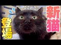 この度うちの猫たちに新たな仲間が加わることになりました!!