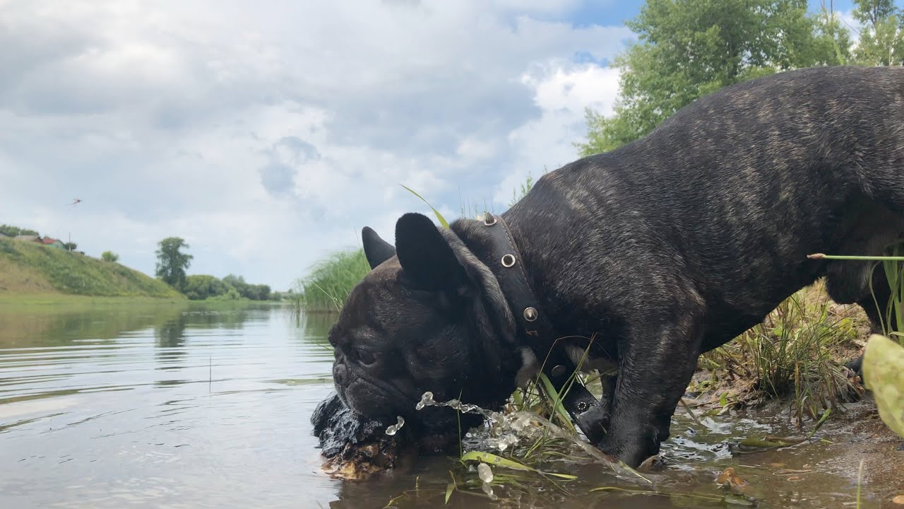 Lovable French Bulldog Swimming Youtube Photos