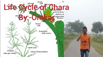Life Cycle of Chara// Sexual life cycle of Chara